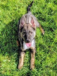Atlas Enzo - Photo 8