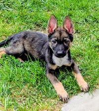 Atlas Enzo - Photo 9