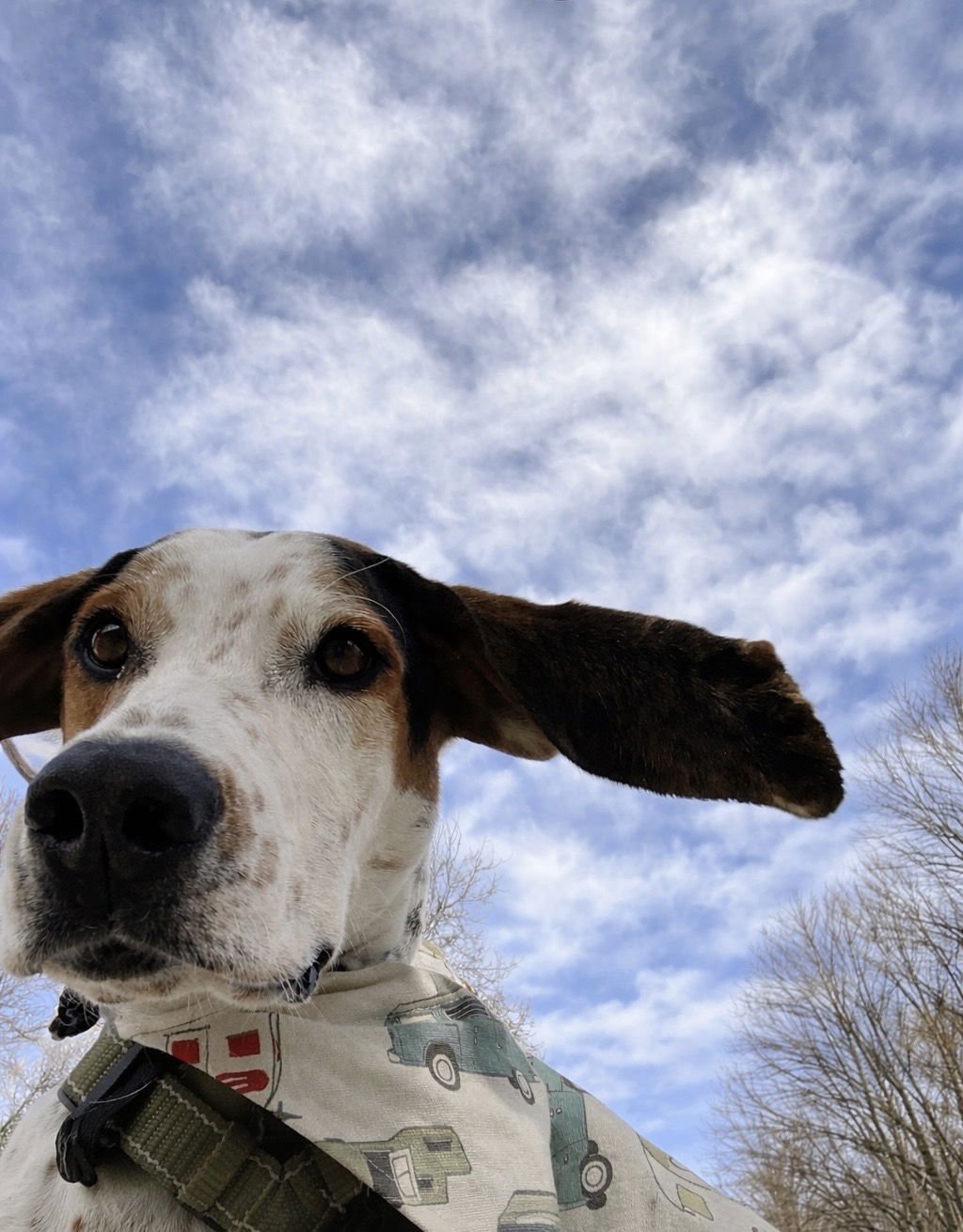 SONNY EARFAX - Hound available for adoption