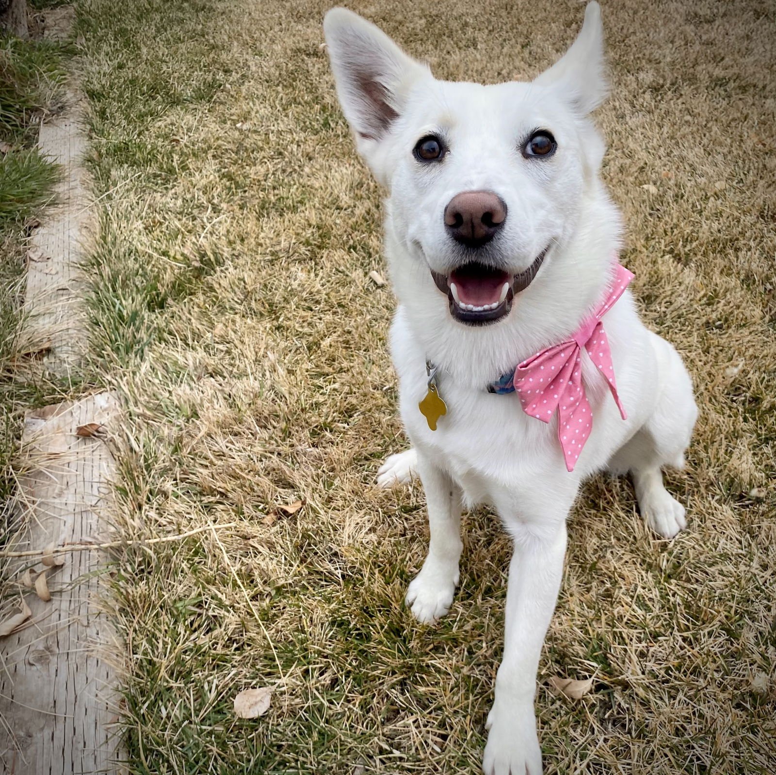 PIXIE STIX - Cattle Dog available for adoption