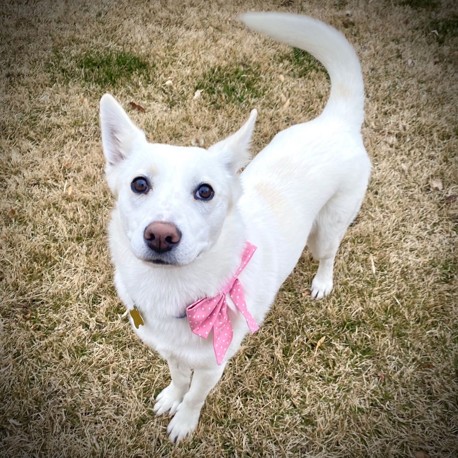 PIXIE STIX - Cattle Dog available for adoption
