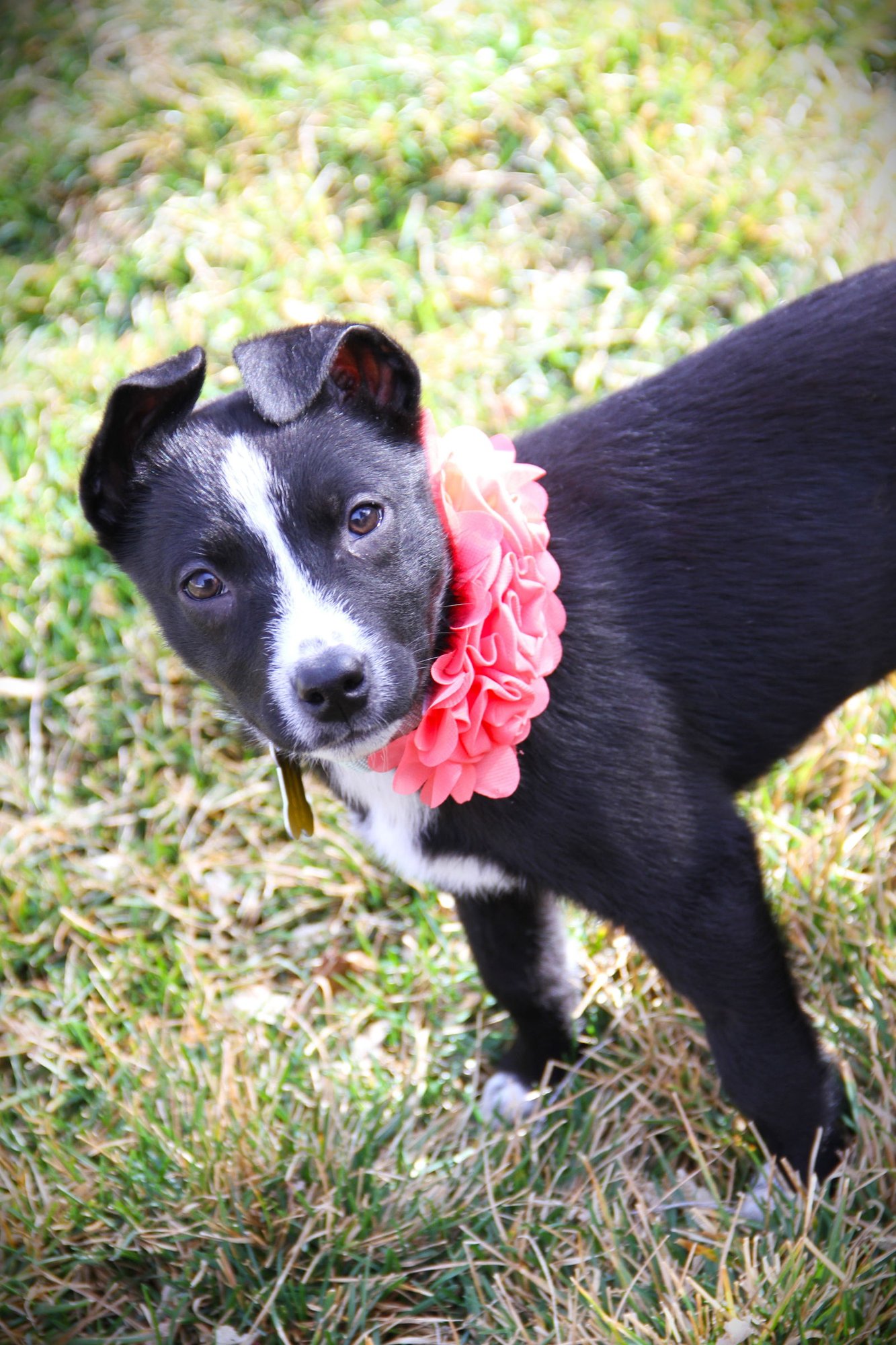 ADHARA - Cattle Dog available for adoption