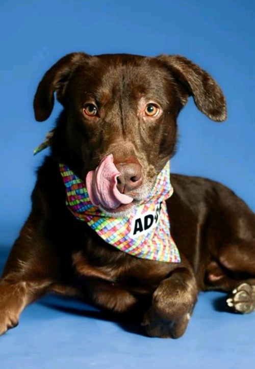 OTTO BOT - Labrador Retriever available for adoption