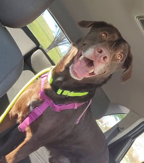 OTTO BOT - Labrador Retriever available for adoption