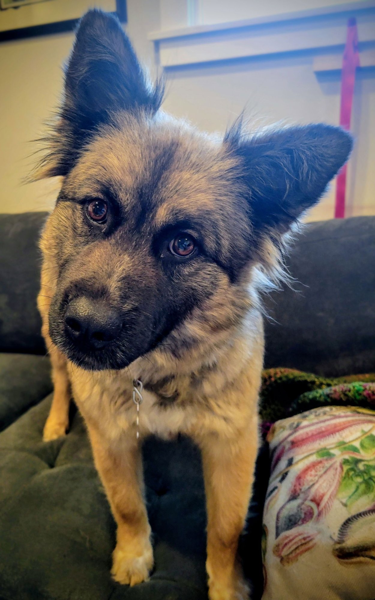 LADY LUNA - Shepherd available for adoption