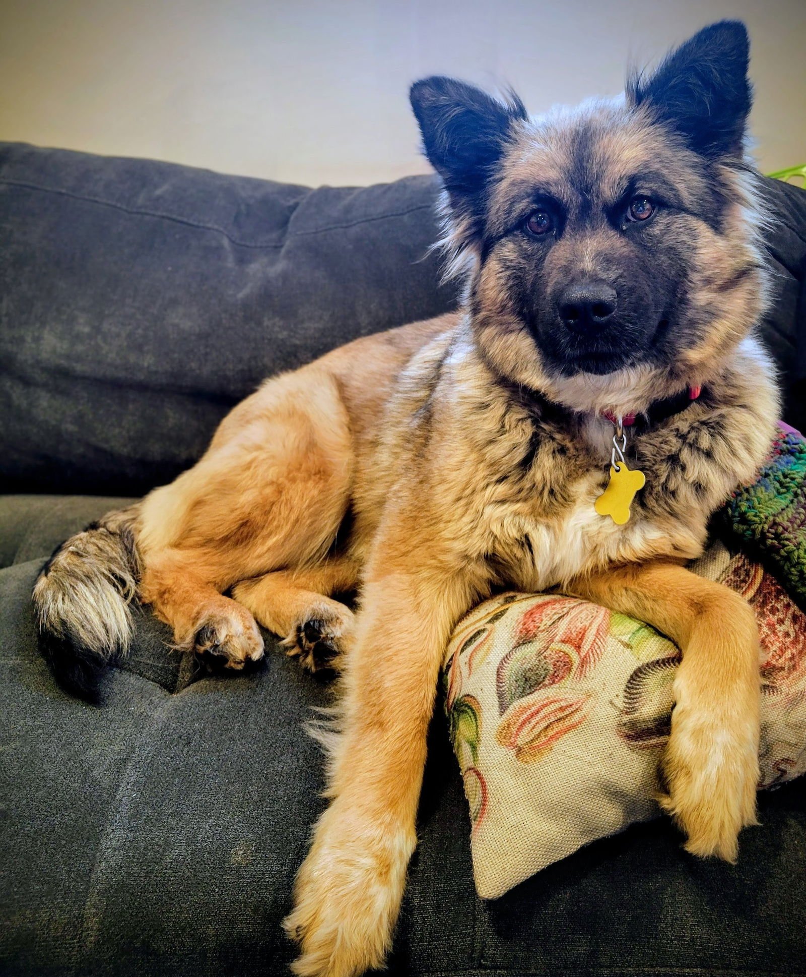 LADY LUNA - Shepherd available for adoption