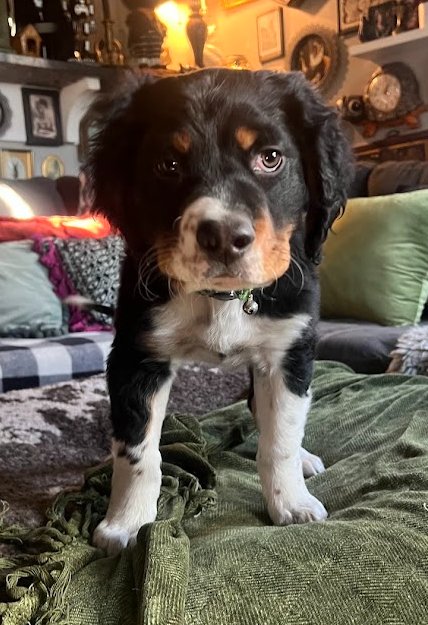 BUTCH SMUDGE CASSIDY - Bernese Mountain Dog available for adoption