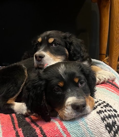 BUTCH SMUDGE CASSIDY - Bernese Mountain Dog available for adoption