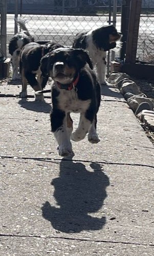 Butch Smudge Cassidy - Photo 11