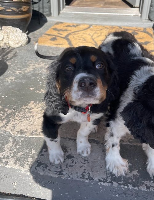 Butch Smudge Cassidy - Photo 3