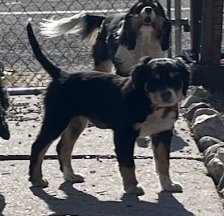 Butch Smudge Cassidy - Photo 4