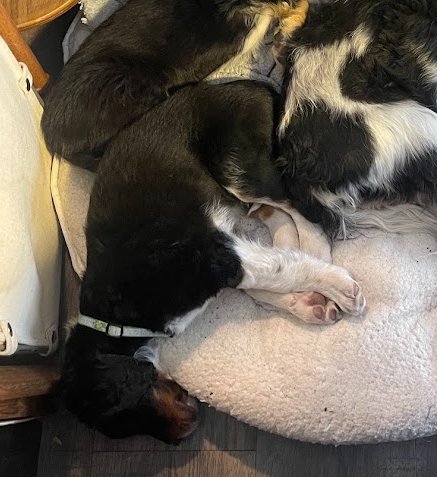 Butch Smudge Cassidy - Photo 5