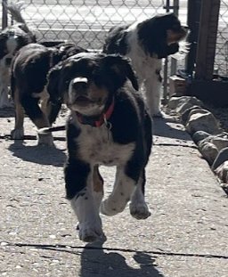 Butch Smudge Cassidy - Photo 6