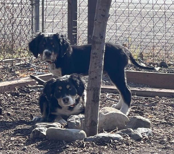 Butch Smudge Cassidy - Photo 9