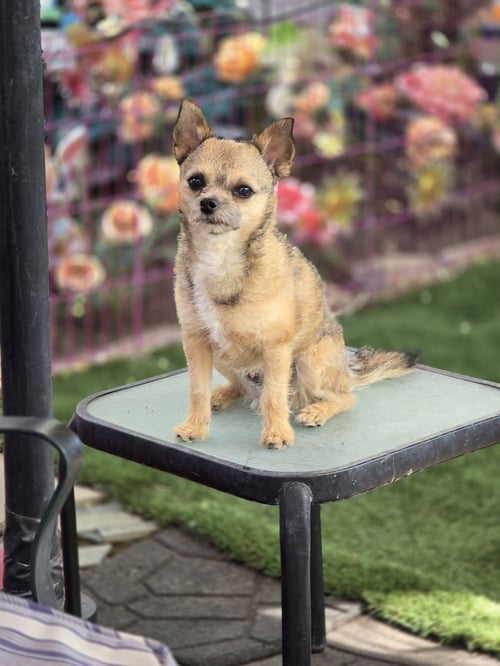 GAVIN RAGNARUFF - Terrier available for adoption