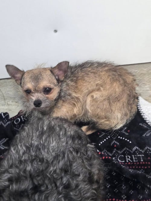 GAVIN RAGNARUFF - Terrier available for adoption