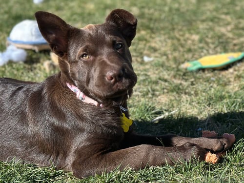 TIMBER - Labrador Retriever / Shar Pei available for adoption