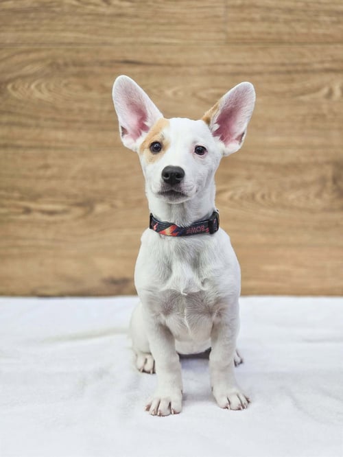 SCARLETT ROSE - American Pit Bull Terrier / Australian Cattle Dog/Blue Heeler available for adoption