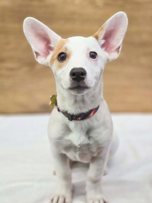 SCARLETT ROSE - American Pit Bull Terrier / Australian Cattle Dog/Blue Heeler available for adoption