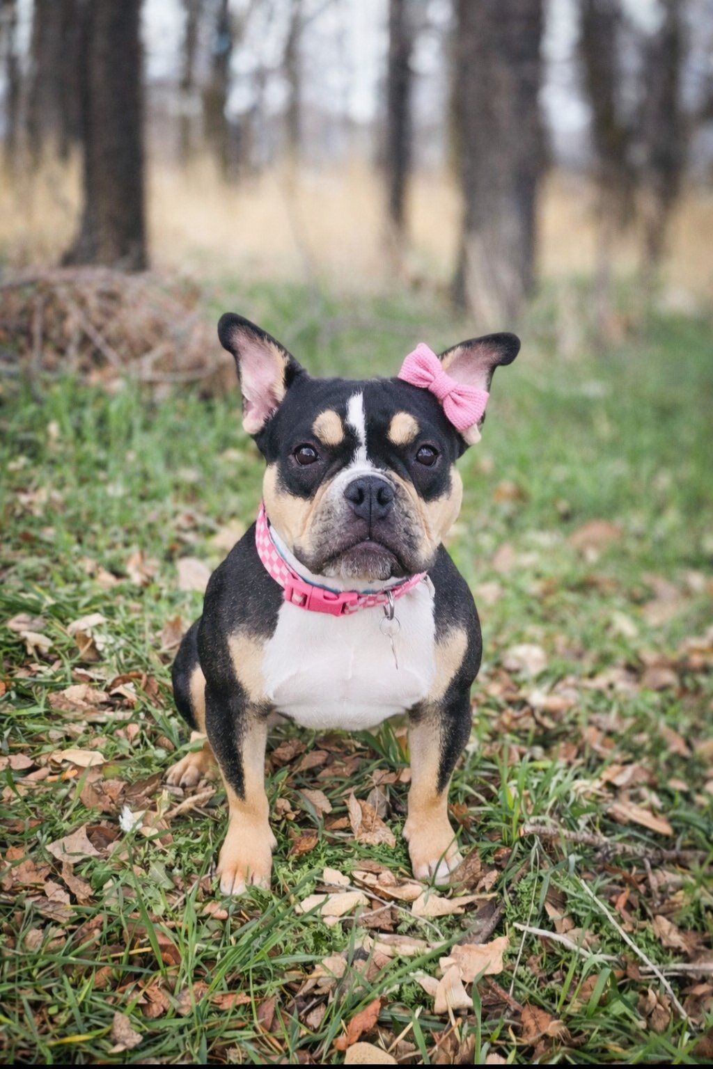 PURDY GIRL - English Bulldog / French Bulldog available for adoption