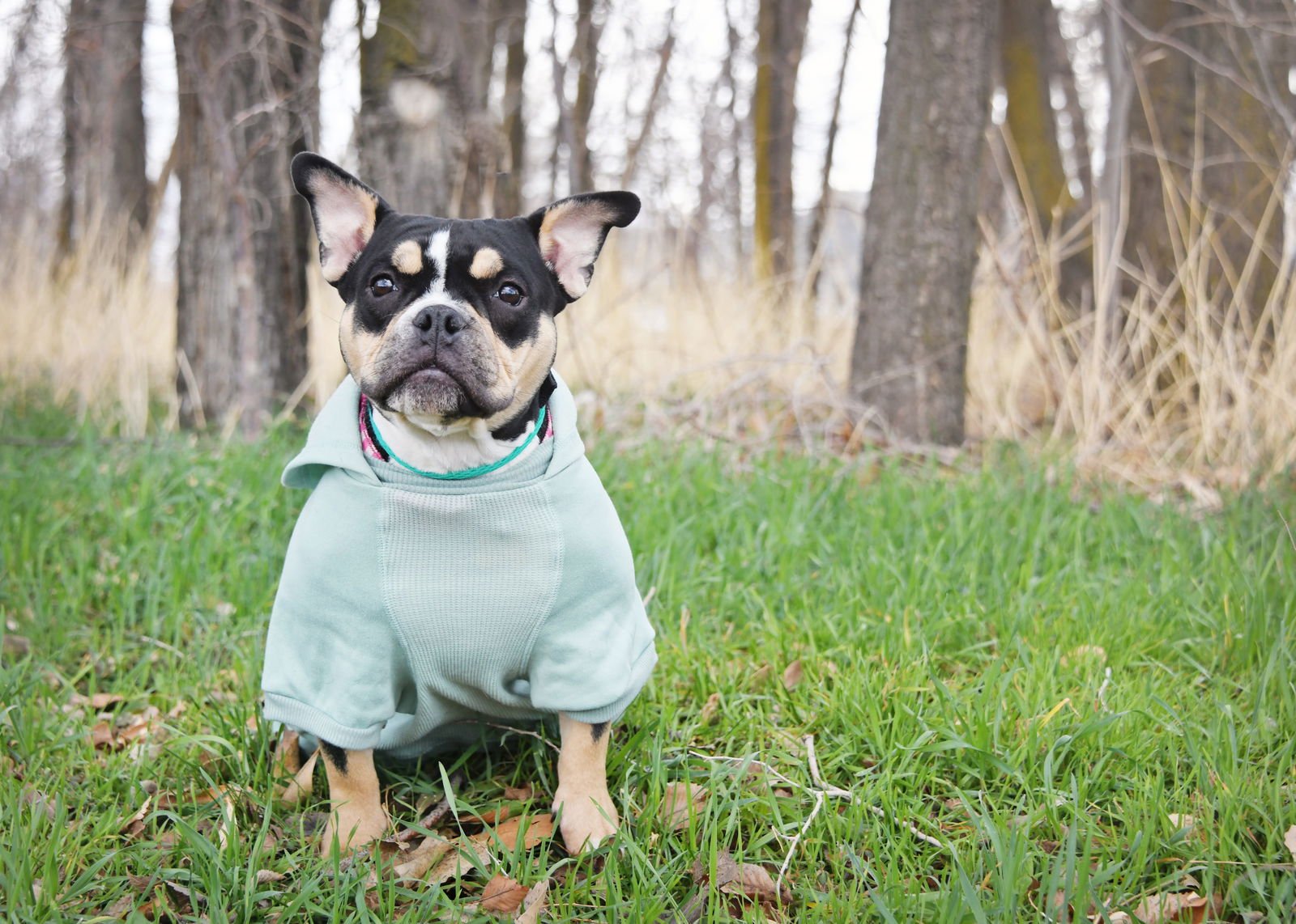 PURDY GIRL - English Bulldog / French Bulldog available for adoption