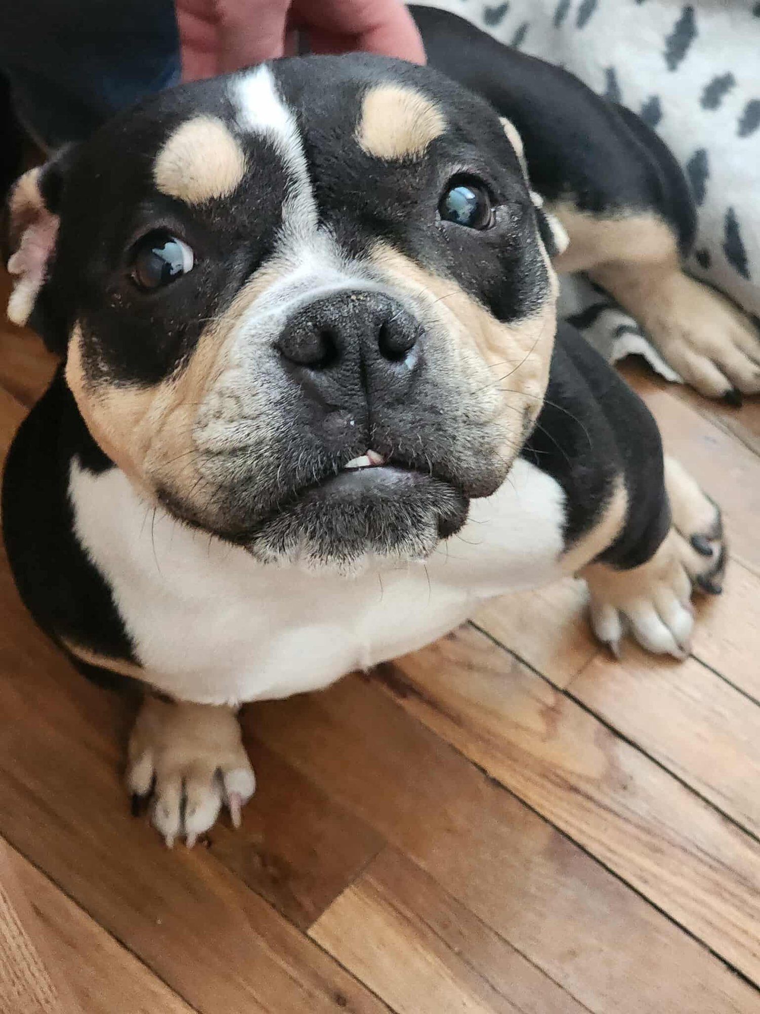 Purdy Girl - Photo 8