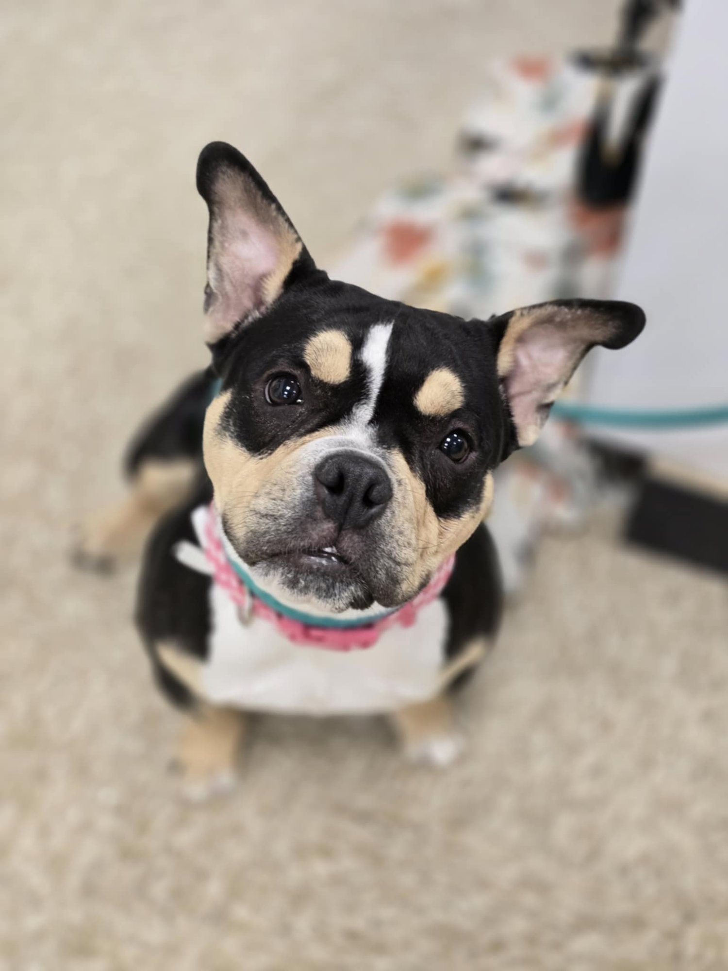 Purdy Girl - Photo 9