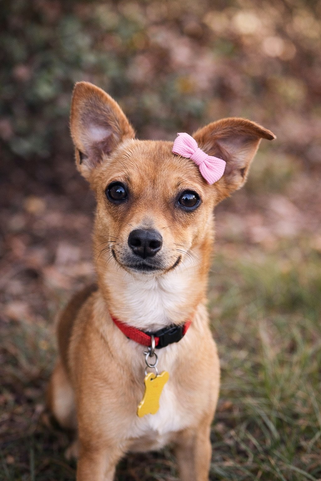 DIXIE LEE - Chihuahua available for adoption