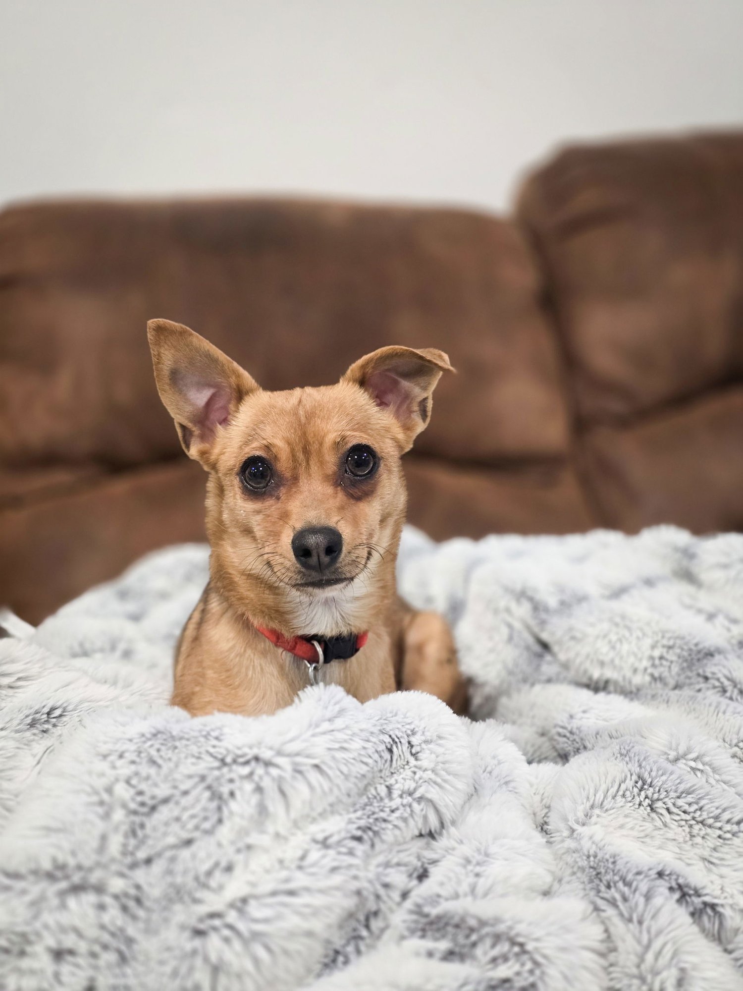 DIXIE LEE - Chihuahua available for adoption