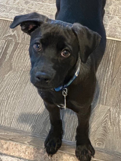 BEGS - Labrador Retriever available for adoption