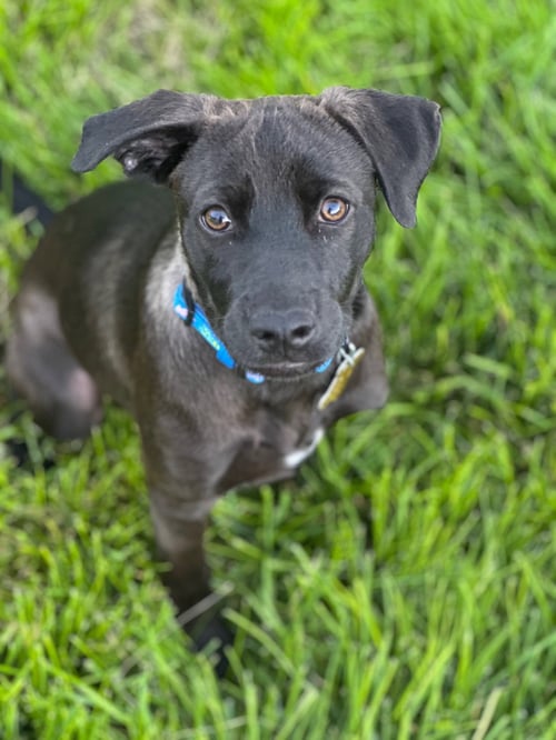 BEGS - Labrador Retriever available for adoption