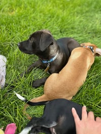 Begs - Photo 8