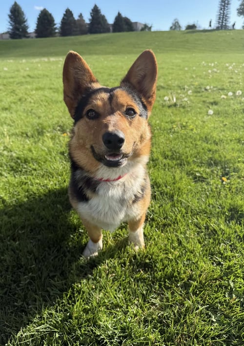 REESE'S PUFFS - Corgi available for adoption