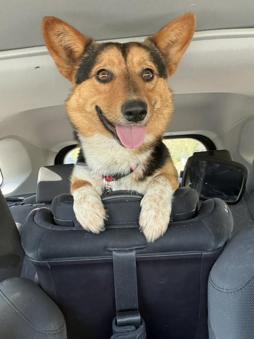 REESE'S PUFFS - Corgi available for adoption