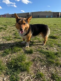 Reese's Puffs - Photo 5