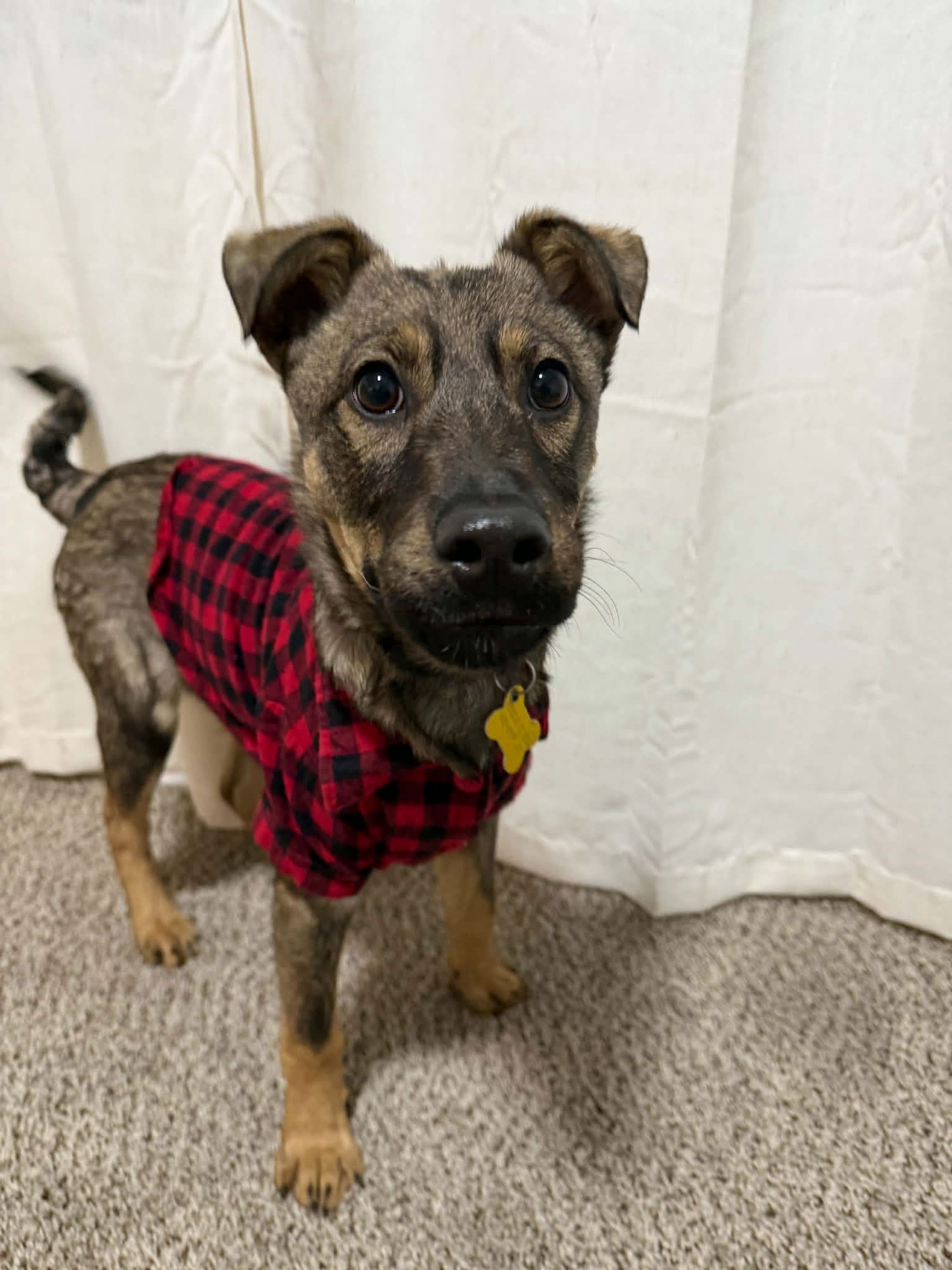 DION - Shepherd available for adoption