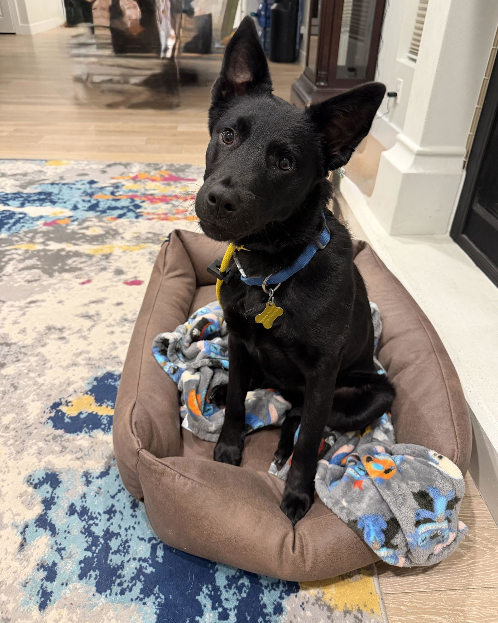 PARDO - Shepherd available for adoption