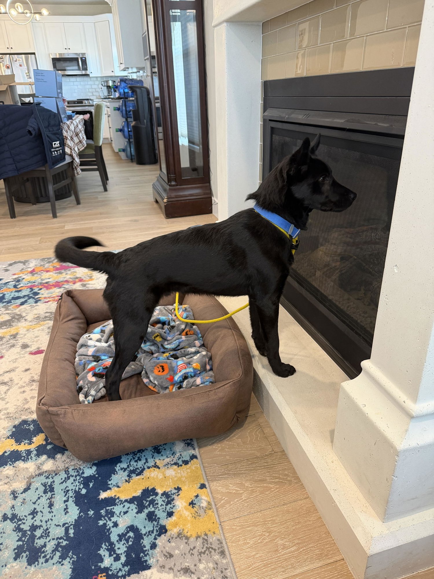 PARDO - Shepherd available for adoption