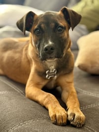 River Roo - Photo 1