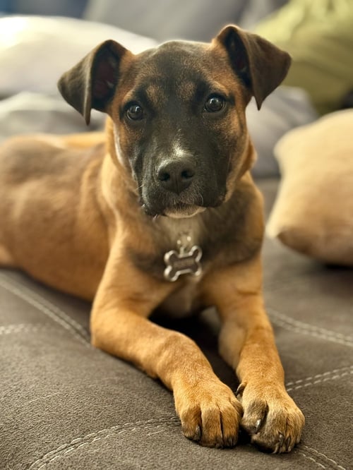 RIVER ROO - Boxer available for adoption