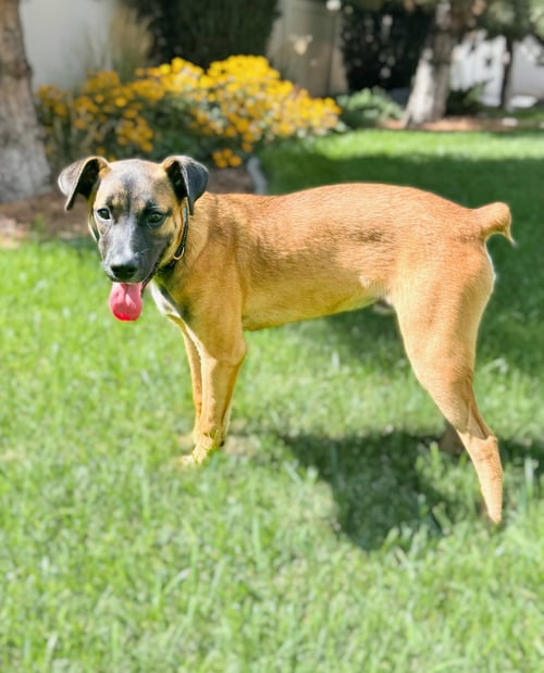 RIVER ROO - Boxer available for adoption