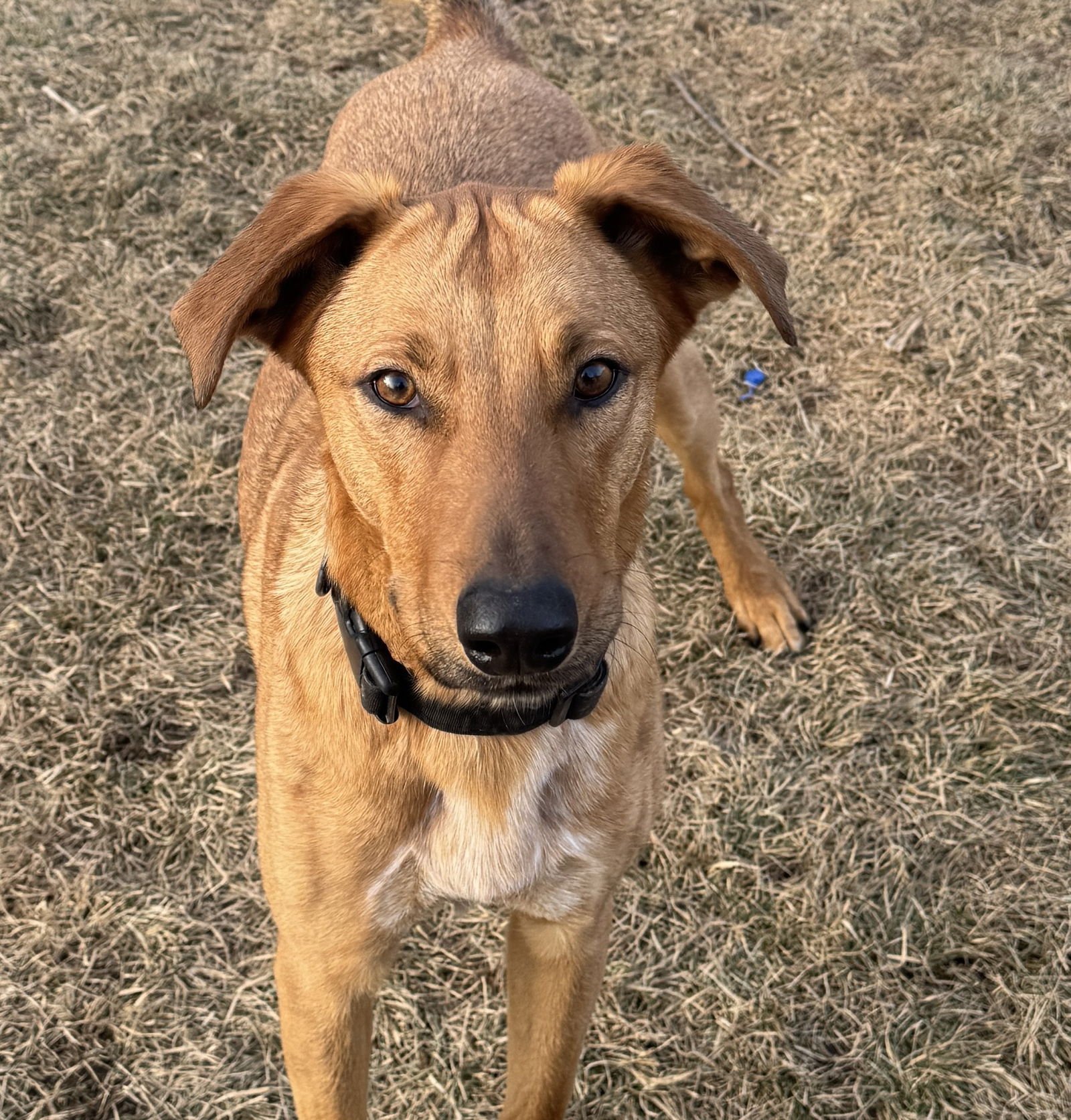 LANNISTER - Shepherd available for adoption