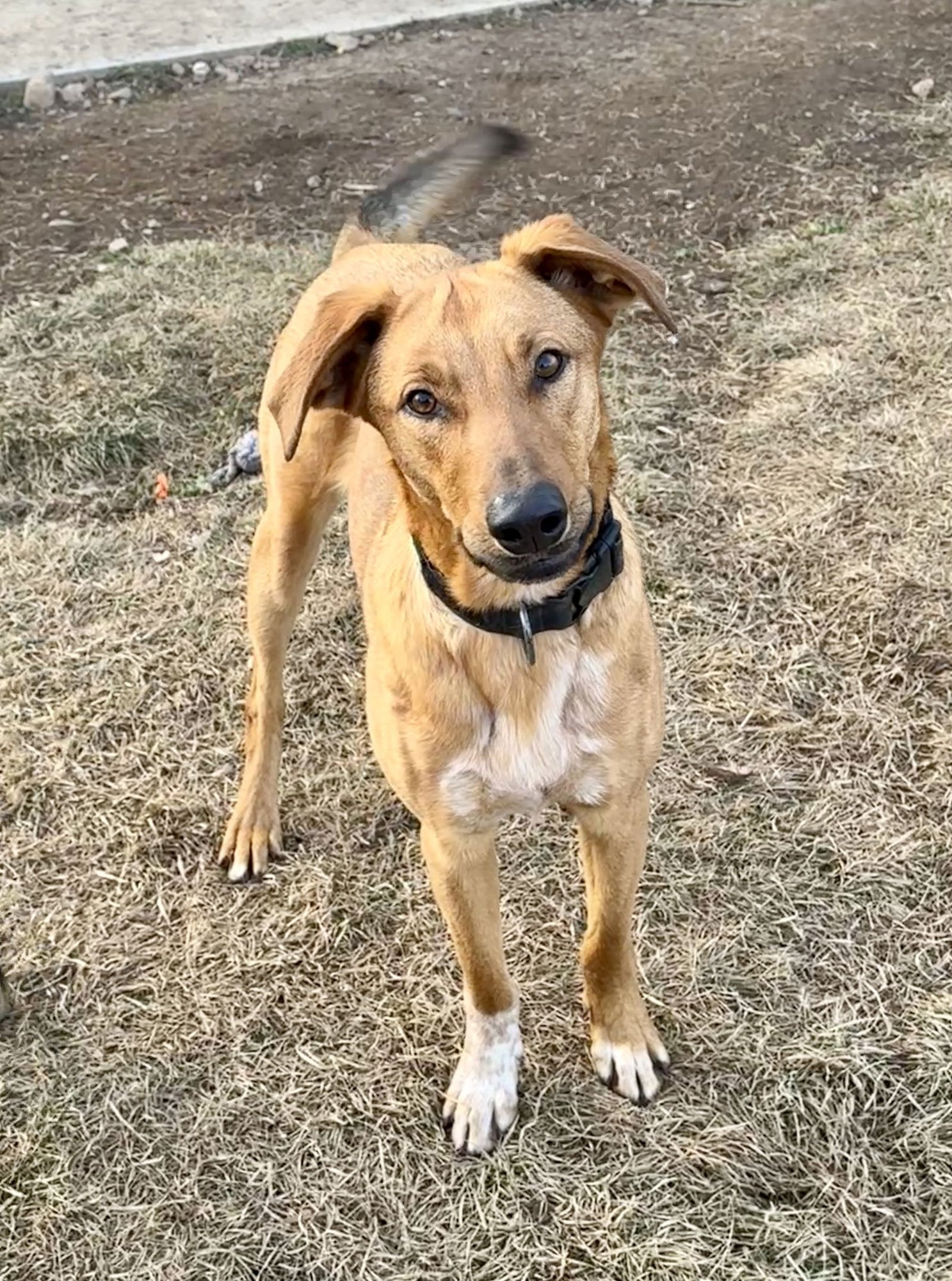LANNISTER - Shepherd available for adoption