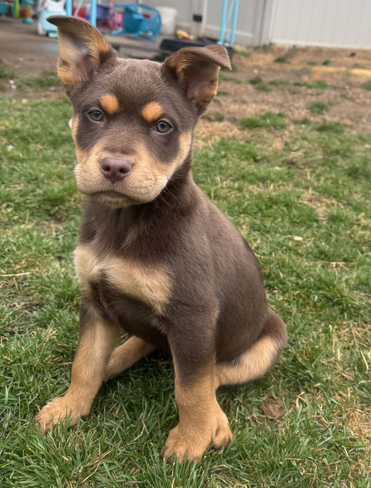 SEI WHALE - Cattle Dog available for adoption