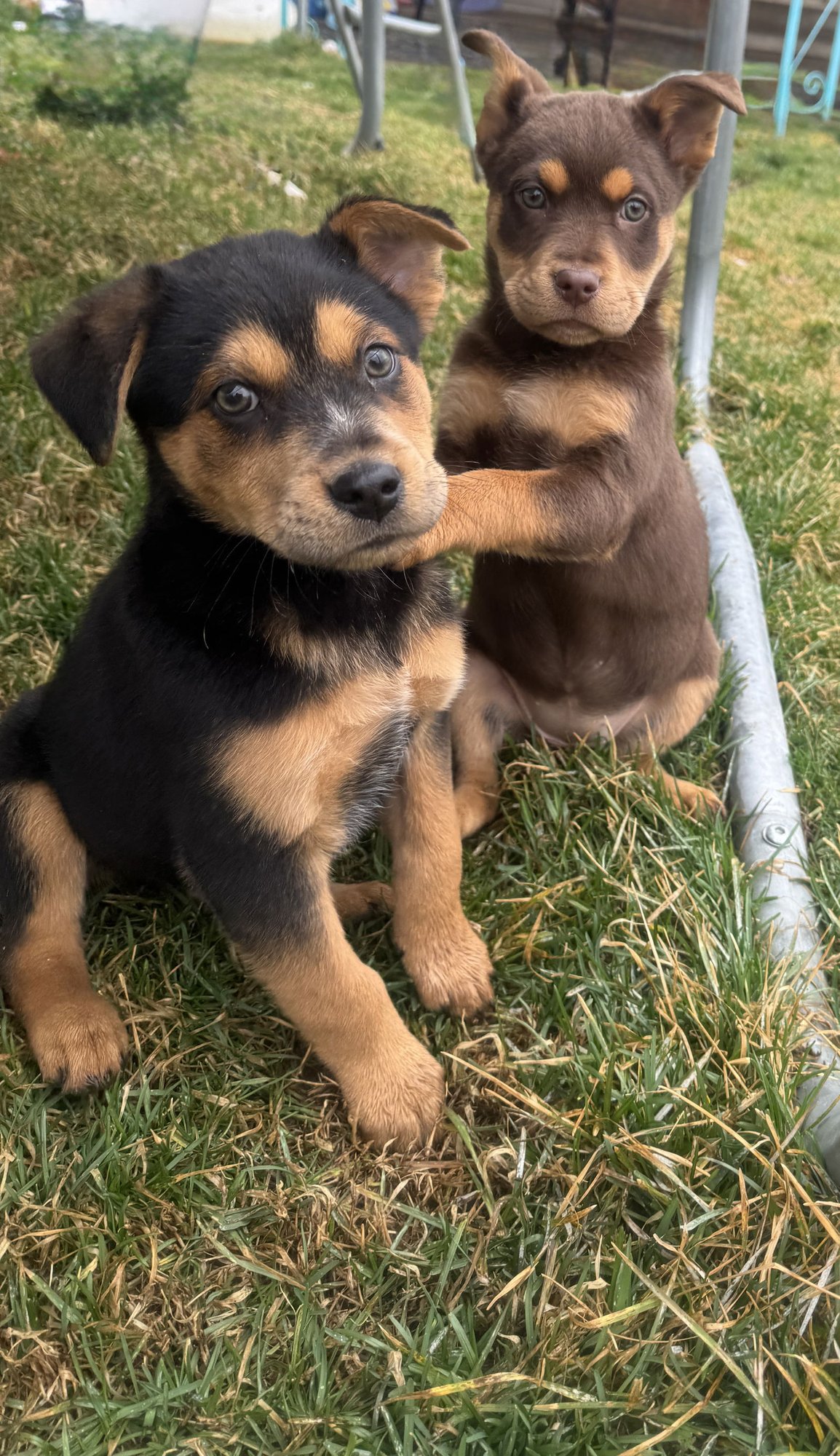 SEI WHALE - Cattle Dog available for adoption
