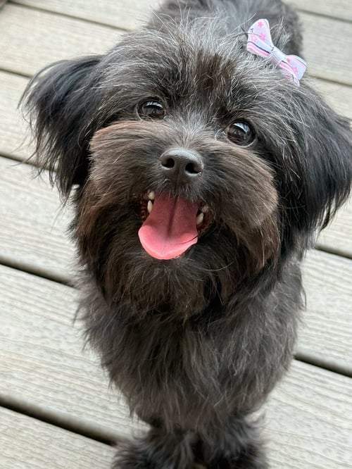 BABY BAGHEERA