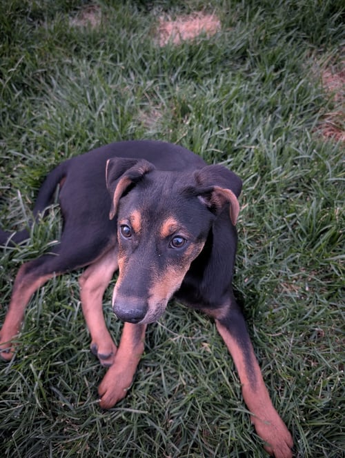 REESES PUP - German Shepherd Dog / Rottweiler available for adoption