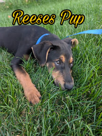 Reeses Pup - Photo 1