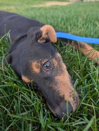Reeses Pup - Photo 3