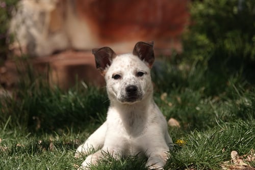 HAMILTONN - Collie / Cattle Dog for adoption in West Jordan